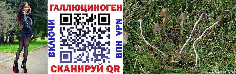 Купить где  Кудрово  Псилоцибиновые грибы MAGIC MUSHROOMS 
